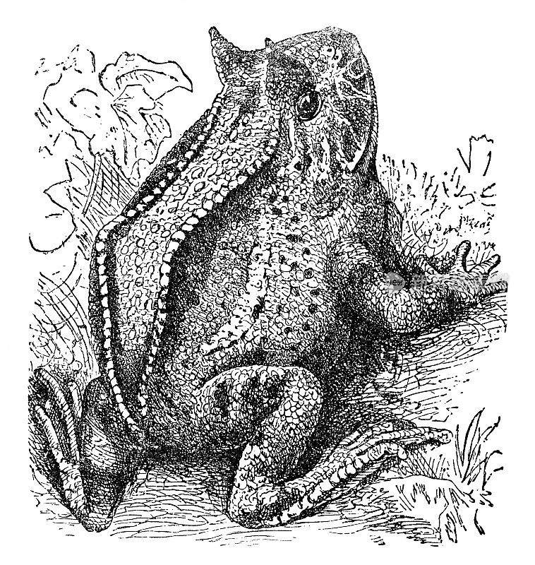 苏里南角蛙(角蛙)- 19世纪